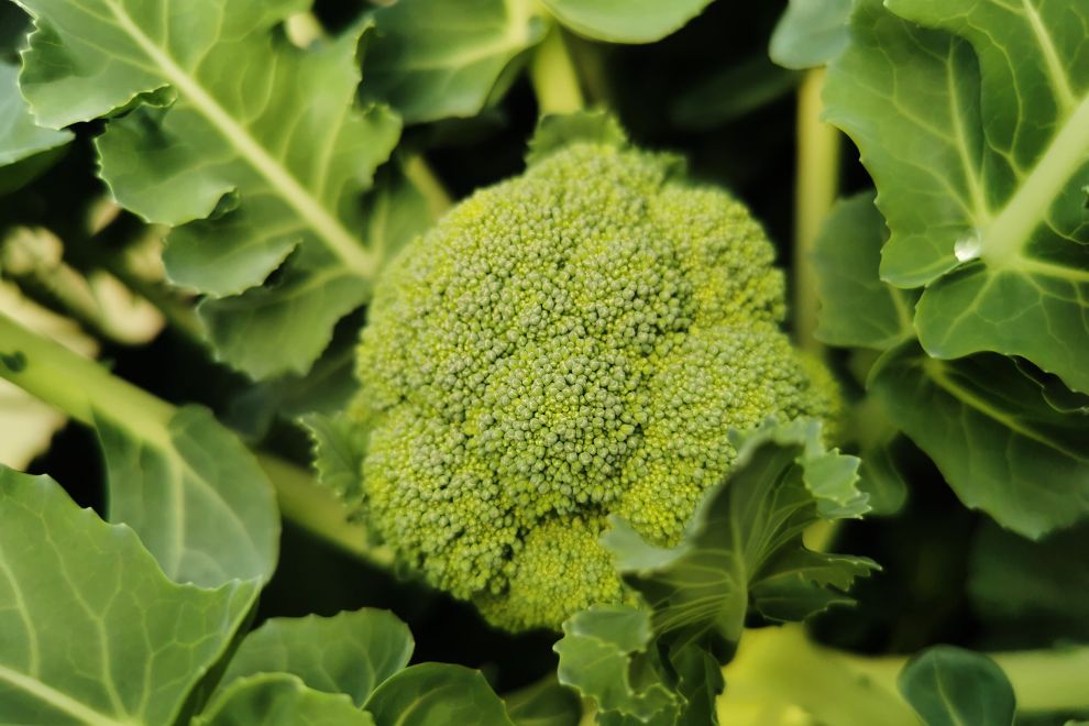 Organic Broccoli