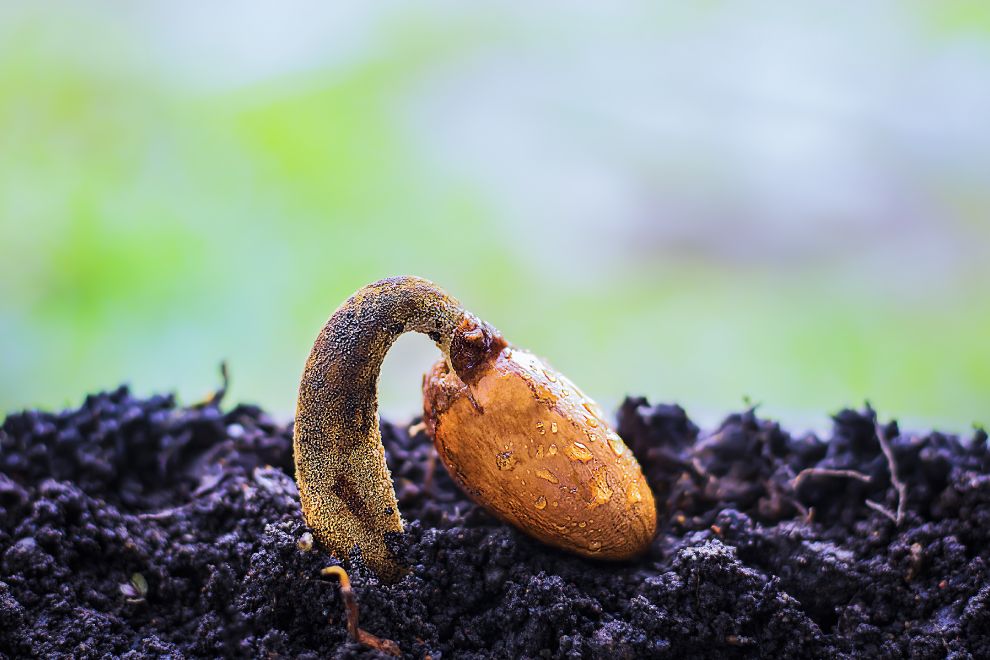 Organic Farming Seed Growing