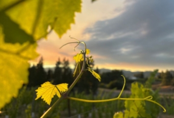 Grape Vines in Sunlight