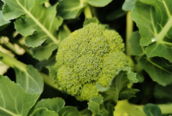 Organic Broccoli