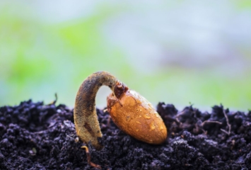 Organic Farming Seed Growing